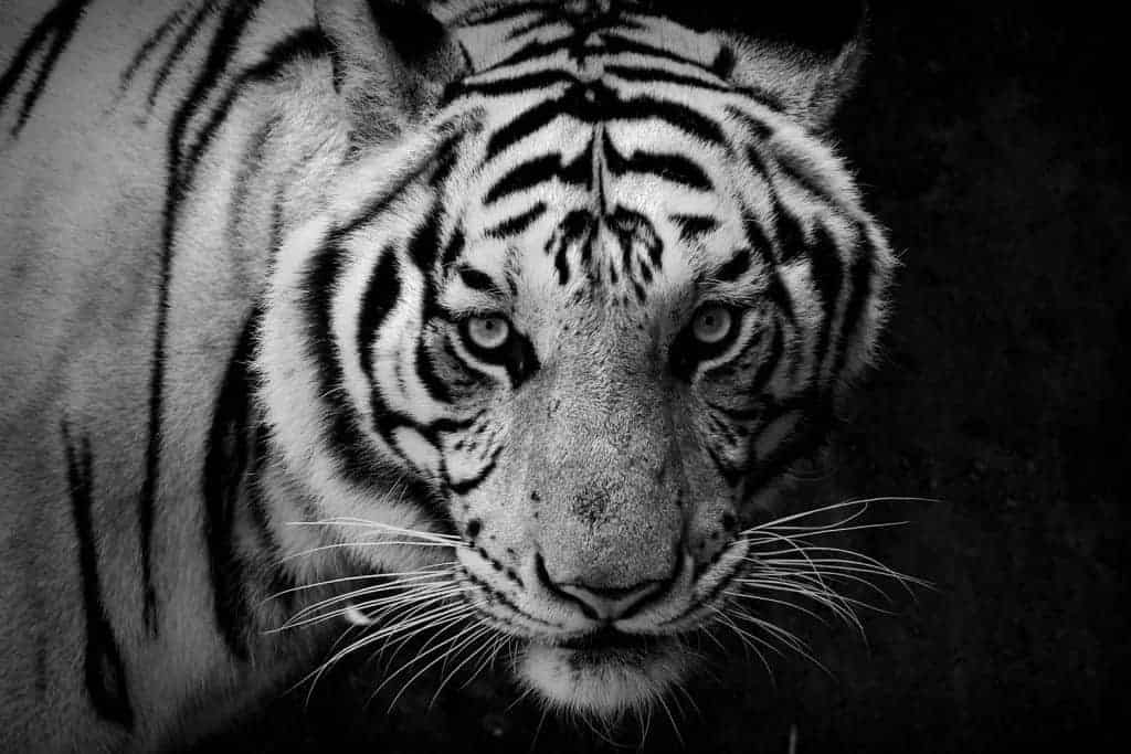 Tiger_Startseite